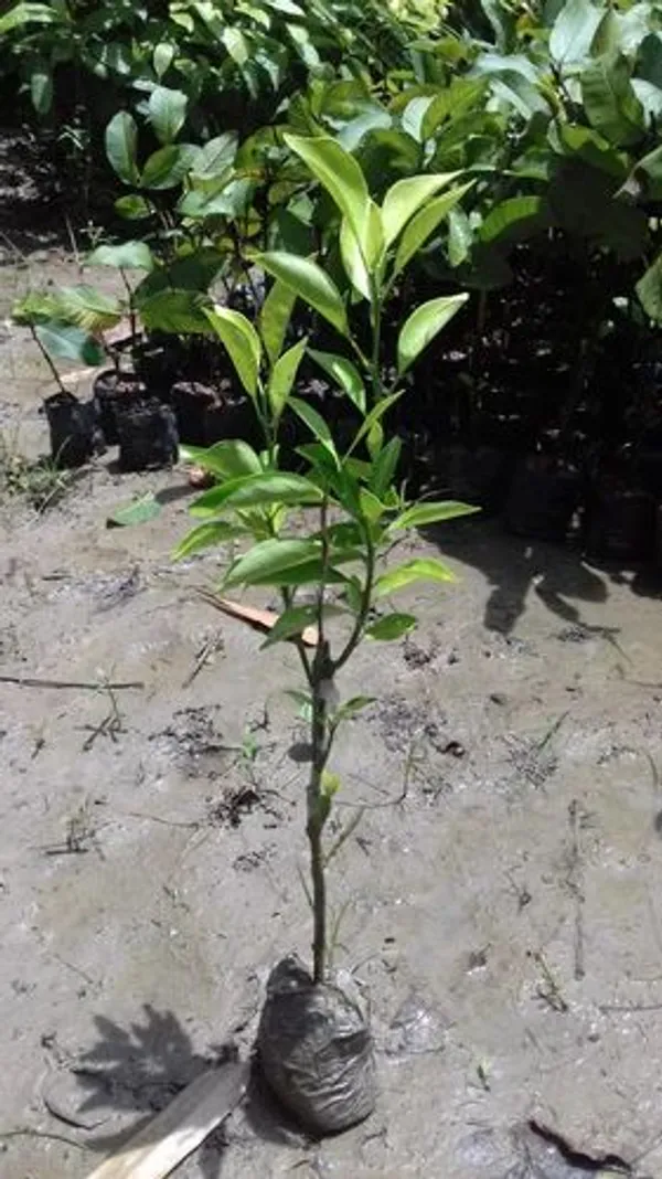Malta_Lemon_Fruit_Plant_Hybrid_Verity