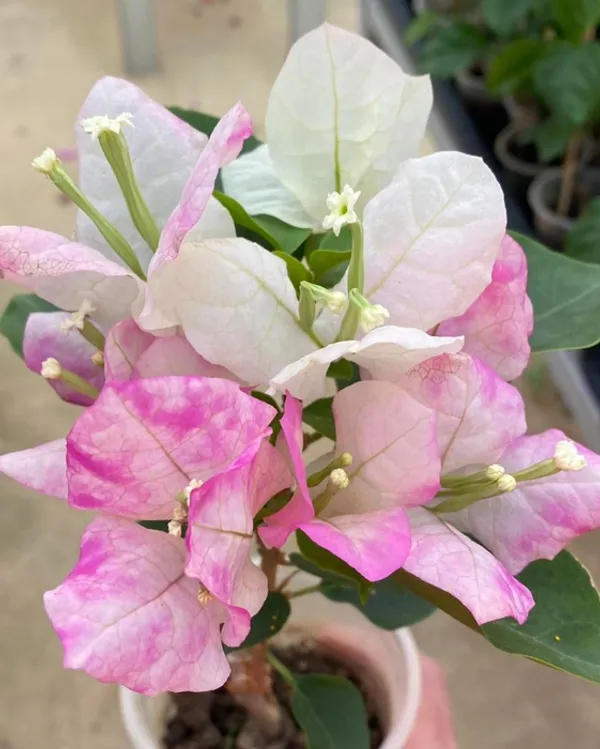 Mary_Palmer_Special_Bougainvillea_Flower_Plant