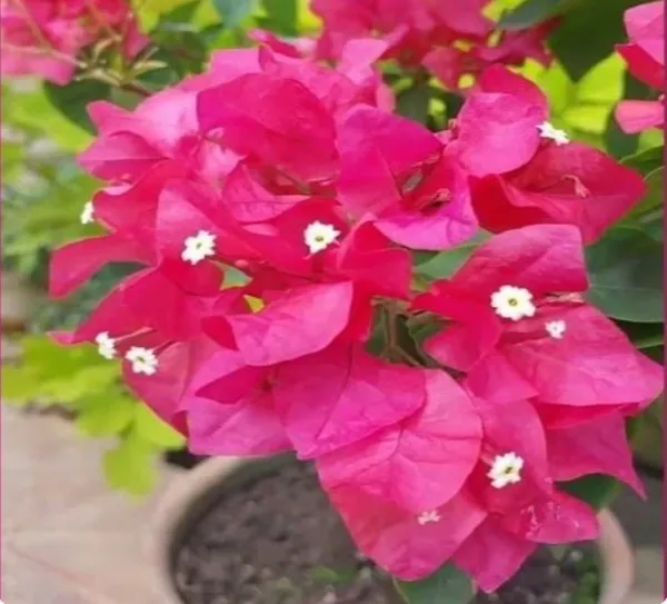 Meera_(Red_Colour)_Bougainvillea_Flower_Plant