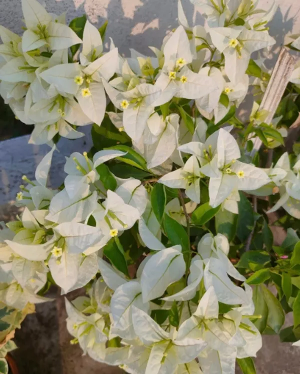 Miss_Alice_Bougainvillea_Flower_Plant
