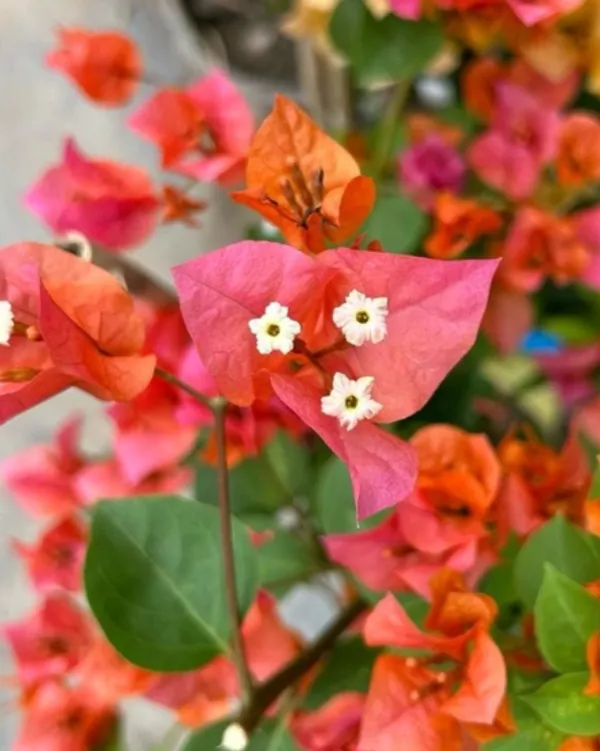 Orange_Glow_Bougainvillea_Flower_Plant