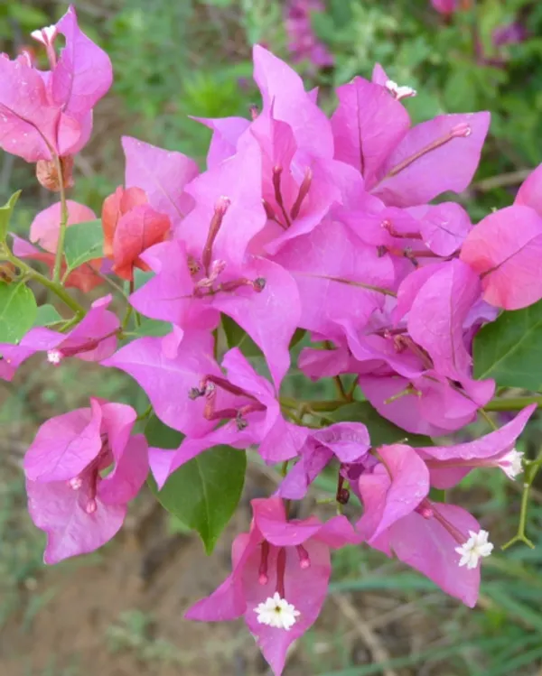 Partha_Bougainvillea_Flower_Plant