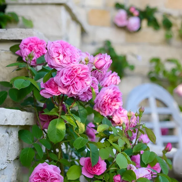 Pink_Creeper_Rose_Hybrid_Flower_Pack_Of_1