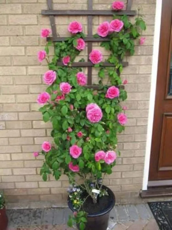 Pink_Creeper_Rose_Hybrid_Flower_Pack_Of_1