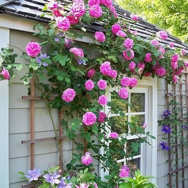 Pink_Creeper_Rose_Hybrid_Flower_Pack_Of_1