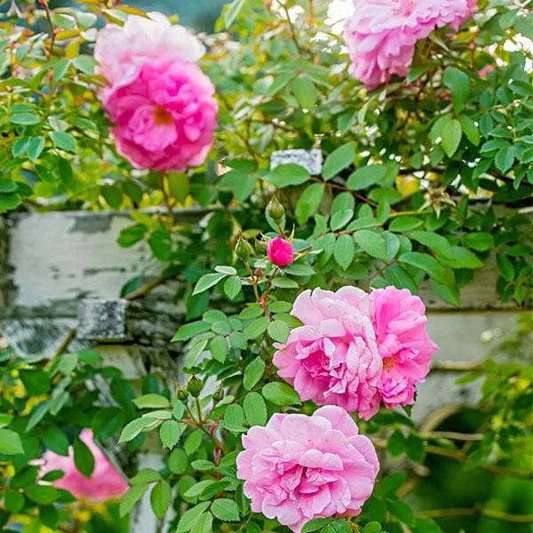 Pink_Creeper_Rose_Hybrid_Flower_Pack_Of_1