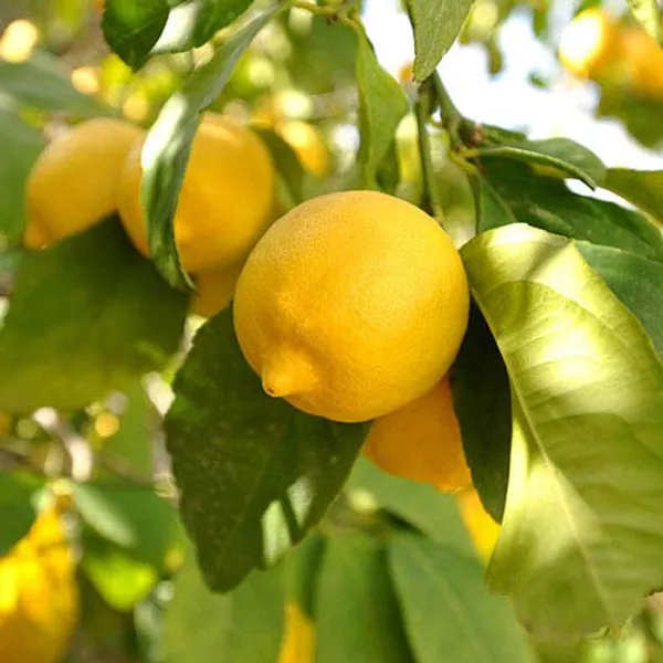 Kagzi_Hybrid_Lemon_Plant_Thai_Verity