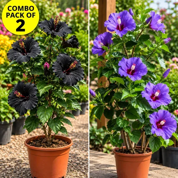 Rare_Variety_Hibiscus_Gudhal_Flower_Cambo_Pack_Of_2