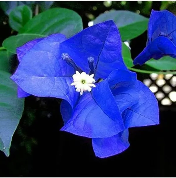 Rear_Blue_Hybrid_Bougainvillea_Flower_Plant