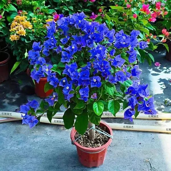 Rear_Blue_Hybrid_Bougainvillea_Flower_Plant