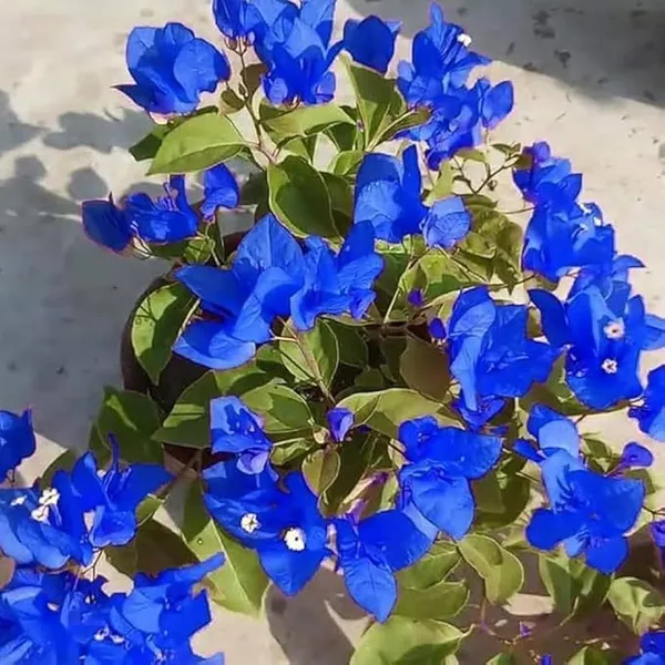 Rear_Blue_Hybrid_Bougainvillea_Flower_Plant