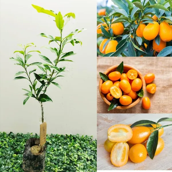 Sweet_Kumquat_Hybrid_Grafted_Plant_Thai_Verity