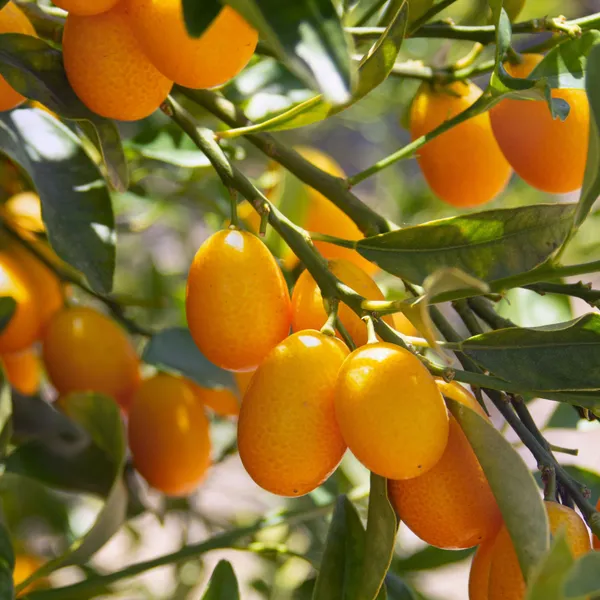 Sweet_Kumquat_Hybrid_Grafted_Plant_Thai_Verity