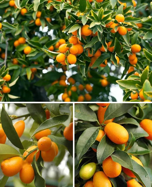 Sweet_Kumquat_Hybrid_Grafted_Plant_Thai_Verity