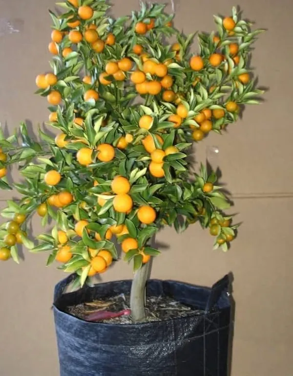 Sweet_Kumquat_Hybrid_Grafted_Plant_Thai_Verity