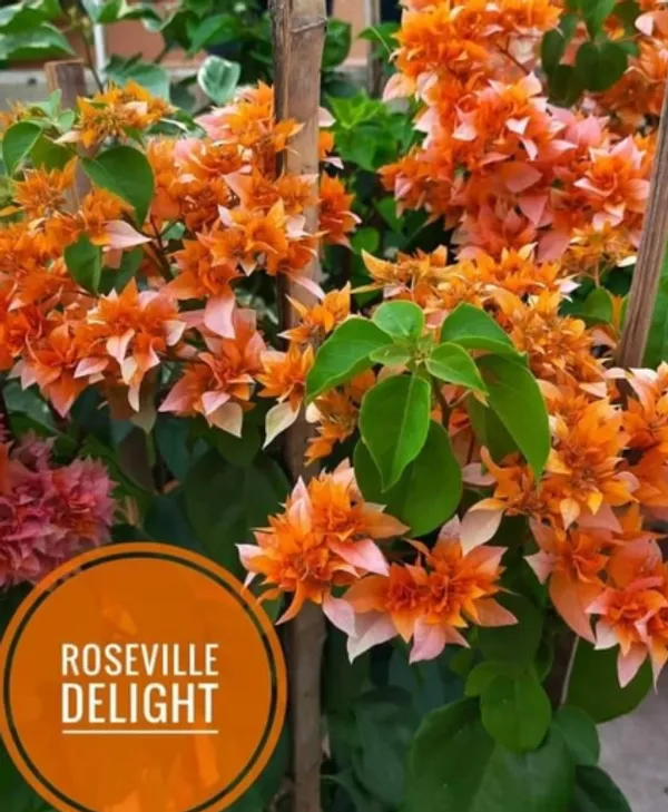 Roseville_Delight_Bougainvillea_Flower_Plant