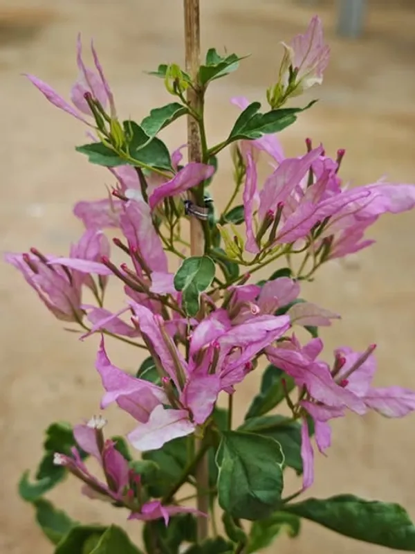 Spider_Bougainvillea_Flower_Plant