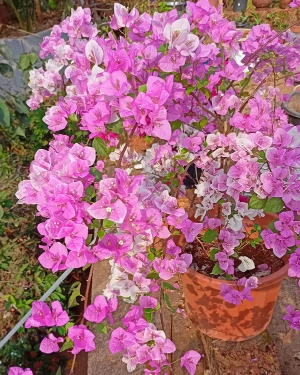 Splash_Bougainvillea_Flower_Plant