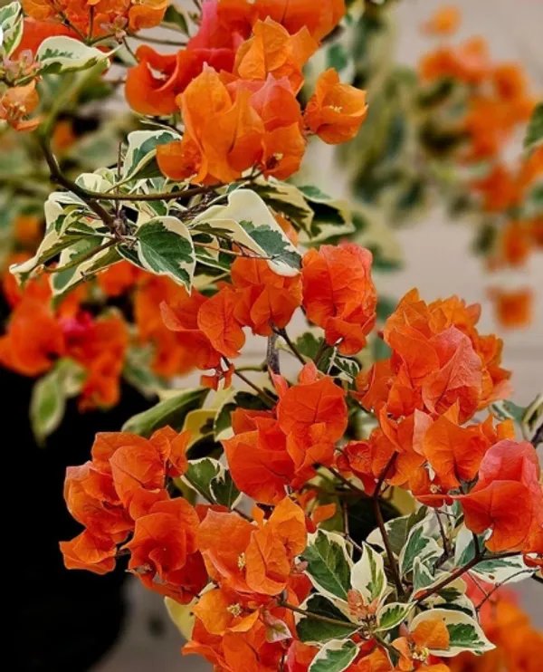 Sunset_Orange_Bougainvillea_Flower_Plant