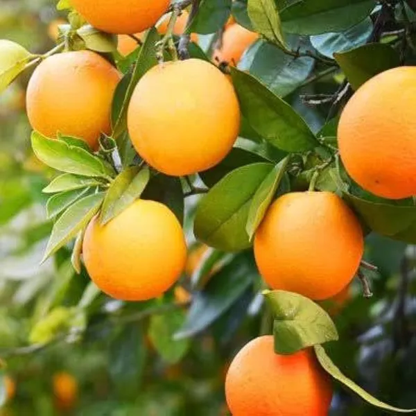 Vietnam_All_Time_Malta_Mosambi_Grafted_Fruit_Plants_&_Tree(1-2_Feet_Size)