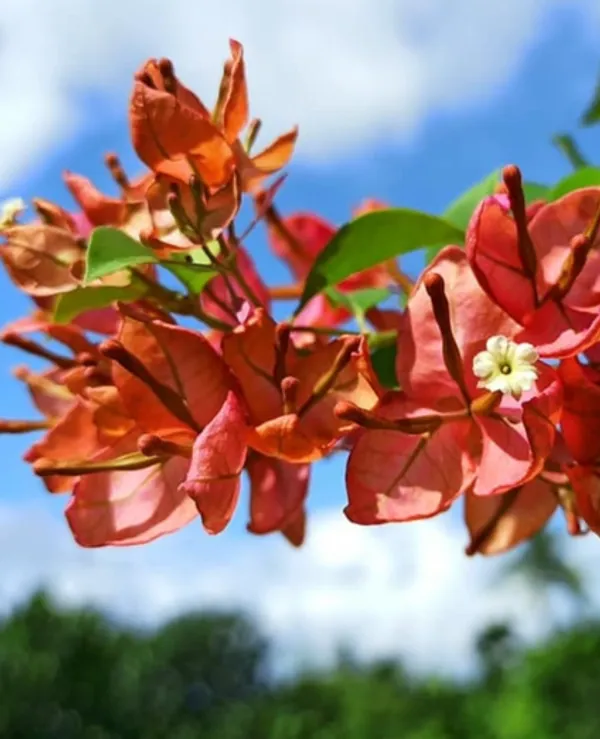 Tanglong_Orange_Bougainvillea_Flower_Plant