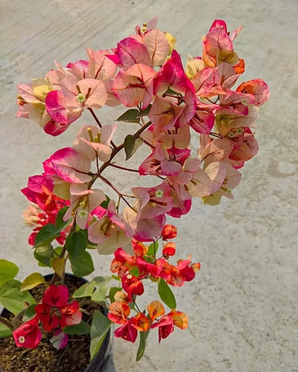 Thai_Chitra_Bougainvillea_Flower_Plant