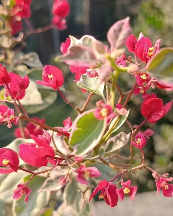 Thai_Dr_Rao_Bougainvillea_Flower_Plant