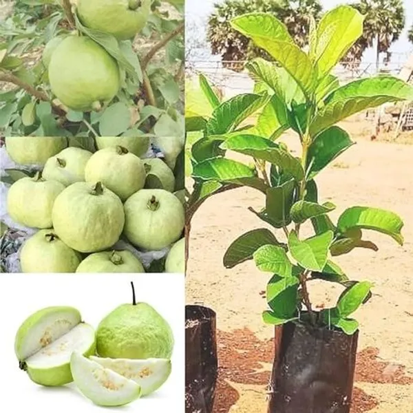 Thai_hybrid_alltime_maramasi_mango_plant_and_hybrid_baramasi_guava_plant_combo_pack_of_2_plants_