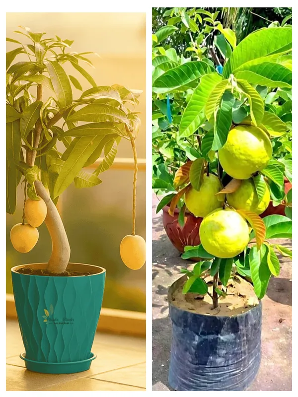 Thai_hybrid_alltime_maramasi_mango_plant_and_hybrid_baramasi_guava_plant_combo_pack_of_2_plants_