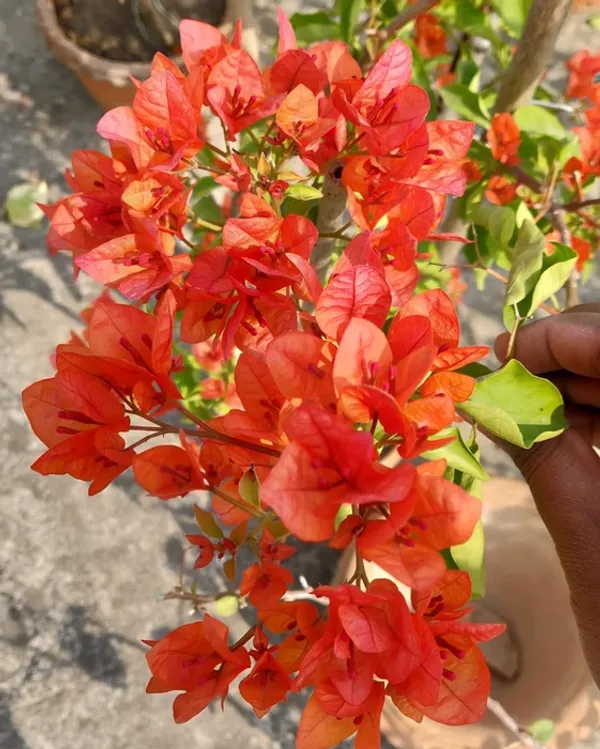 Jayakirana_Bougainvillea_Flower_Plant