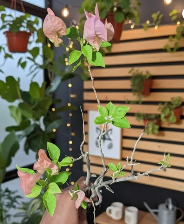 Jayakirana_Pink_Bougainvillea_Flower_Plant