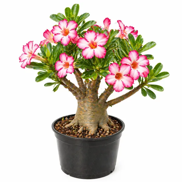 Adenium_Grafted_Flower_Plant