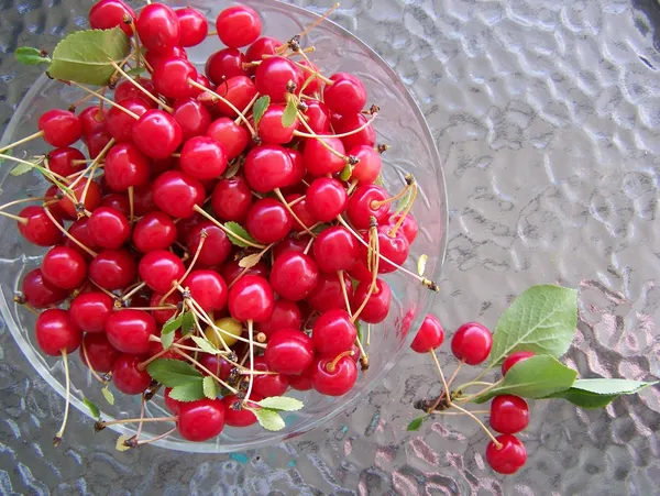 Grafted_LapinS_Sweet_Cherry_Plant_Hybrid_Verity