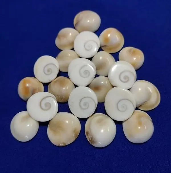 White_&_Cream_Natural_Gomti_Chakra_For_Goddess_Lakshmi_Worship