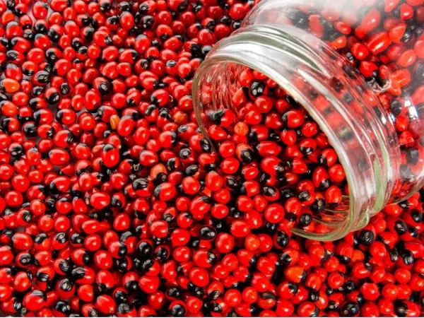 Black_&_Red_Natural_Lal_Rakt_Gunja_Seeds_For_Pooja_Lakshmi_Worship