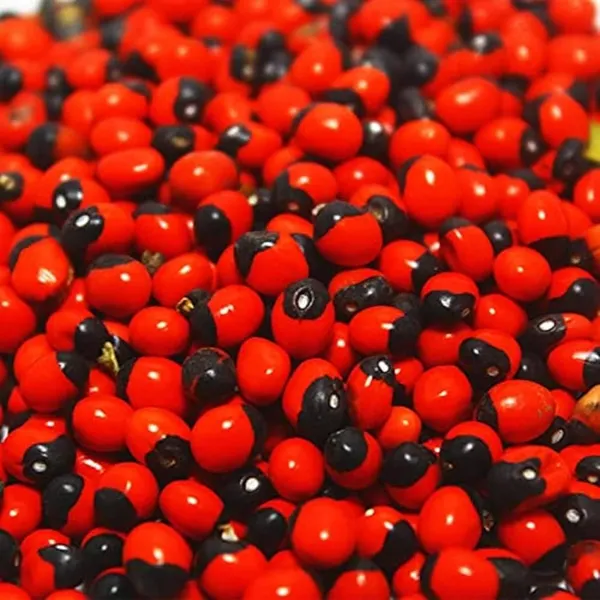 Black_&_Red_Natural_Lal_Rakt_Gunja_Seeds_For_Pooja_Lakshmi_Worship