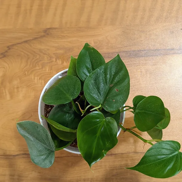 Philodendron_Heart_Leaf_Green,_With_White_Decor_Plant