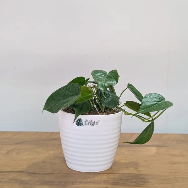 Philodendron_Heart_Leaf_Green,_With_White_Decor_Plant