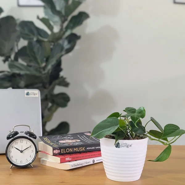 Philodendron_Heart_Leaf_Green,_With_White_Decor_Plant