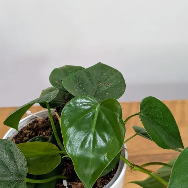 Philodendron_Heart_Leaf_Green,_With_White_Decor_Plant