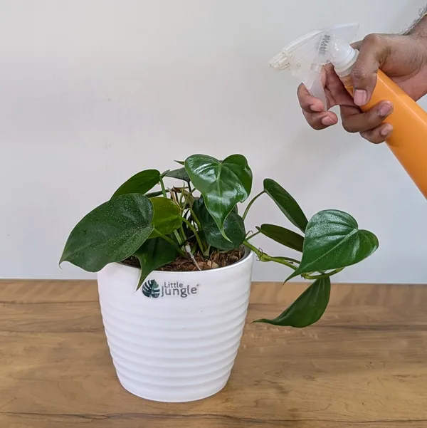Philodendron_Heart_Leaf_Green,_With_White_Decor_Plant