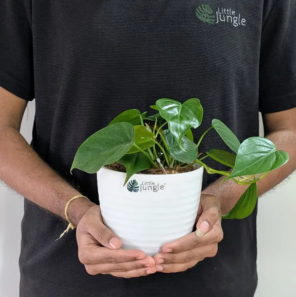 Philodendron_Heart_Leaf_Green,_With_White_Decor_Plant