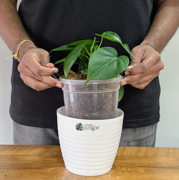 Philodendron_Heart_Leaf_Green,_With_White_Decor_Plant