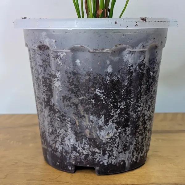 8_Inches_Transparent_Pots_For_Root_&_Water_Monitoring