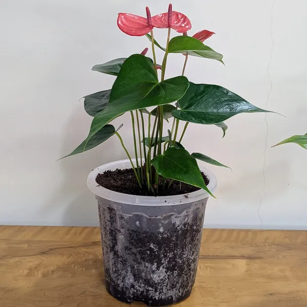 8_Inches_Transparent_Pots_For_Root_&_Water_Monitoring