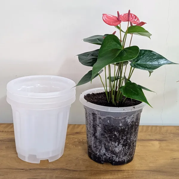 8_Inches_Transparent_Pots_For_Root_&_Water_Monitoring