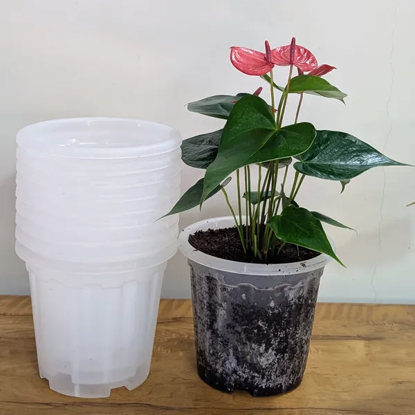 8_Inches_Transparent_Pots_For_Root_&_Water_Monitoring