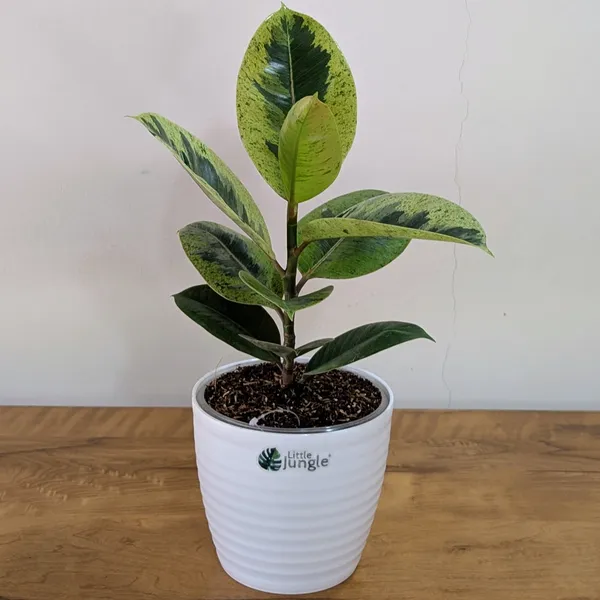 Ficus_Shivereana_Rubber_Plant,_With_White_Decor_Pot