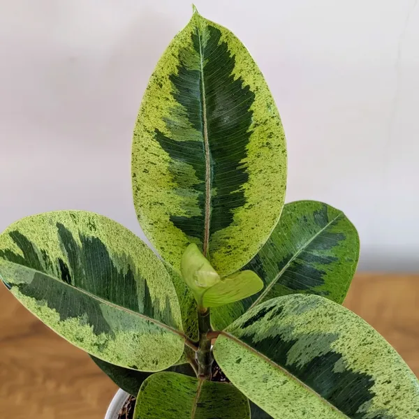 Ficus_Shivereana_Rubber_Plant,_With_White_Decor_Pot
