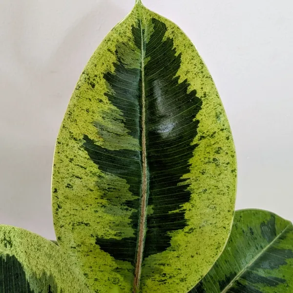 Ficus_Shivereana_Rubber_Plant,_With_White_Decor_Pot